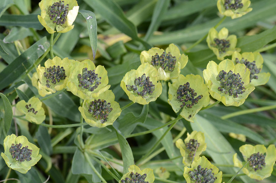 Bupleurum stellatum / Bupleuro stellato